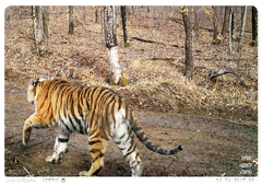 Svetlaya the tigress with cubs. April 2017. PRNCO “Tiger Centre”