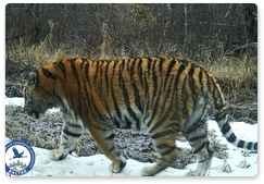 Новый тигр появился в заповеднике «Бастак»
