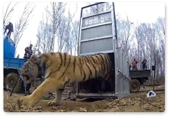 Filippa the tigress demonstrates top-notch hunting skills
