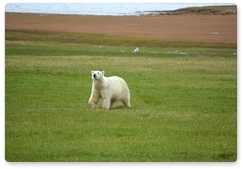 What should you do if you encounter a polar bear?