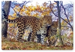 Учёные рассматривают возможность расселения леопарда в южном Приморье