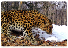 Leopard Renosha