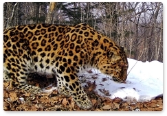 Far Eastern leopard wounded in winter survives and recovers