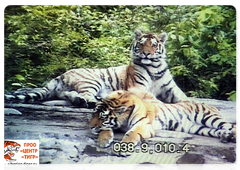 Тигрята Сайхан и Лазовка в вольере. МРОО «Центр “Тигр”»