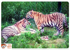 Tiger cubs Saikhan and Lazovka in an enclosure at the Tiger Centre