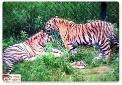 Тигрята Сайхан и Лазовка учатся охотиться