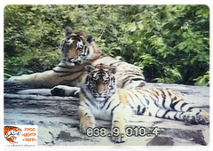 Tiger cubs Saikhan and Lazovka in an enclosure at the Tiger Centre