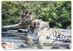 Реабилитация тигра Сайхана и тигрицы Лазовки проходит в плановом режиме