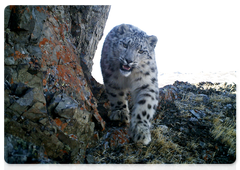 Snow leopardess with two cubs in Sailyugemsky National Park, May 2017. Camera trap photos