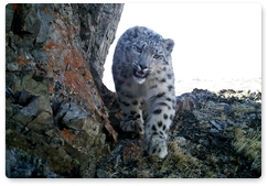 Snow leopard conservation forum adopts final declaration