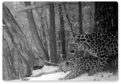 Leopard mating games captured by trail camera for the first time