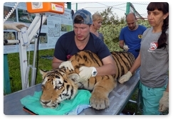 Cubs at tiger rehabilitation centre are in perfectly good health