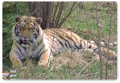 Vladik the tiger settles at Bikin National Park