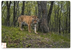 Мониторинг в ЕАО показал стабильность популяции амурских тигров