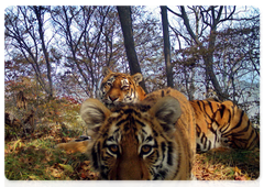 Tigress T 7F with two cubs at Land of the Leopard National Park. November 2016. Photo taken by camera trap