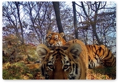 Семья тигров замечена за игрой на «Земле леопарда»