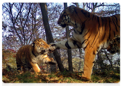 Tigress T 7F with two cubs at Land of the Leopard National Park. November 2016. Photo taken by camera trap