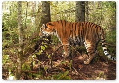 Летняя жизнь амурских тигров