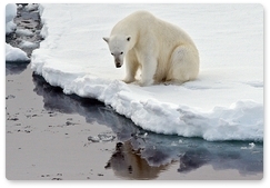 Expert: Climate change threatens a decline in the population of polar bears