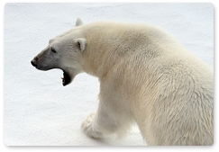 Год экологии – повод мобилизоваться для сохранения белого медведя