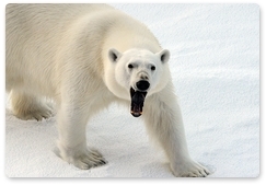 Были представлены новые данные о численности белого медведя