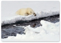 В Якутии пытаются спасти белого медвежонка