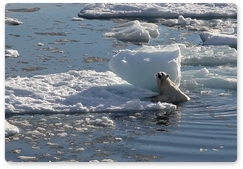 Polar bears to help assess the condition of Arctic ecosystems
