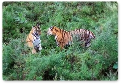 Saikhan and Lazovka tigers become inseparable