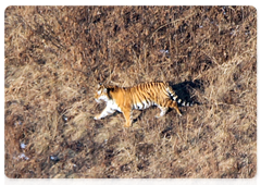 A tiger spotted during an aerial count in Land of the Leopard National Park