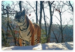 Шесть новых амурских тигров зафиксированы на «Земле леопарда»