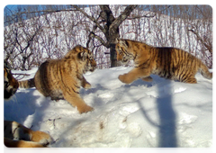 Tiger family in Land of the Leopard. Images from camera traps. 2017