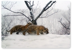 Первые месяцы жизни тигрят запечатлели фотоловушки «Земли леопарда»