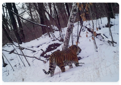 Тигр Восток в заповеднике «Бастак», снимок с фотоловушки