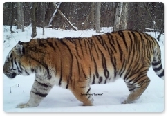 Фотоловушкой в заповеднике «Бастак» был зафиксирован тигр Восток