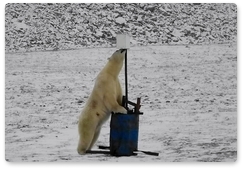 На «Острове Врангеля» белый медведь снял себя на регистратор