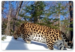 Леопард Лорд стал рекордсменом по числу «свиданий» с самками