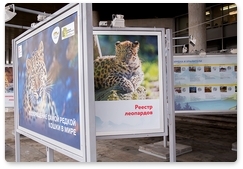 Дальневосточные леопарды встречают гостей фестиваля «Первозданная Россия»