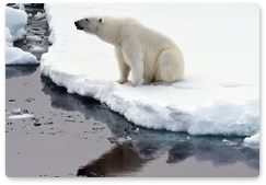 Polar bear protection and restoration discussed in Sochi