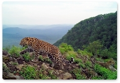 Леопардесса Алекса попала в объективы камер с неизвестным самцом