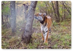 Ситуация с тиграми в ЕАО остаётся стабильной