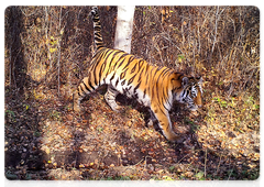 An Amur tiger in the Zhuravliny Nature Sanctuary, October 2018