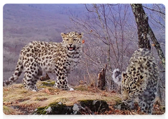 Four Far Eastern leopards at one marking spot