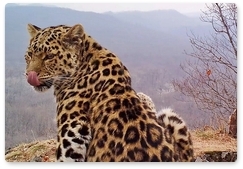 Учёные «Земли леопарда» обнаружили одну из самых популярных меточных точек в нацпарке