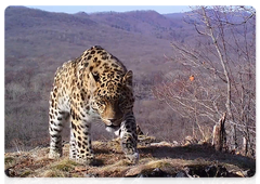Manchur the leopard