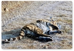Tiger cub captured this spring named Pavlik