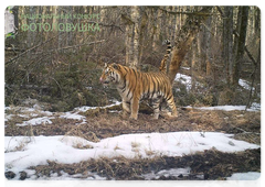 Bastak the tiger in the Bastak Nature Reserve