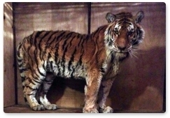 Найденная под Хабаровском тигрица умерла в центре реабилитации