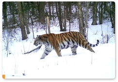 ИПЭЭ РАН изучил тигров в Уссурийском заповеднике
