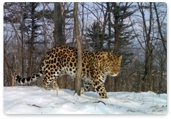 Одна камера «Земли леопарда» сняла сразу семь видов животных