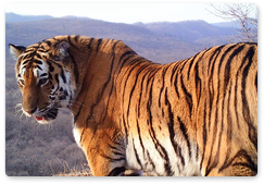 Охрану животных в ареале амурского тигра обсудили в Хабаровске
